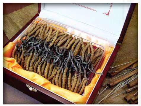 泾县冬虫夏草回收